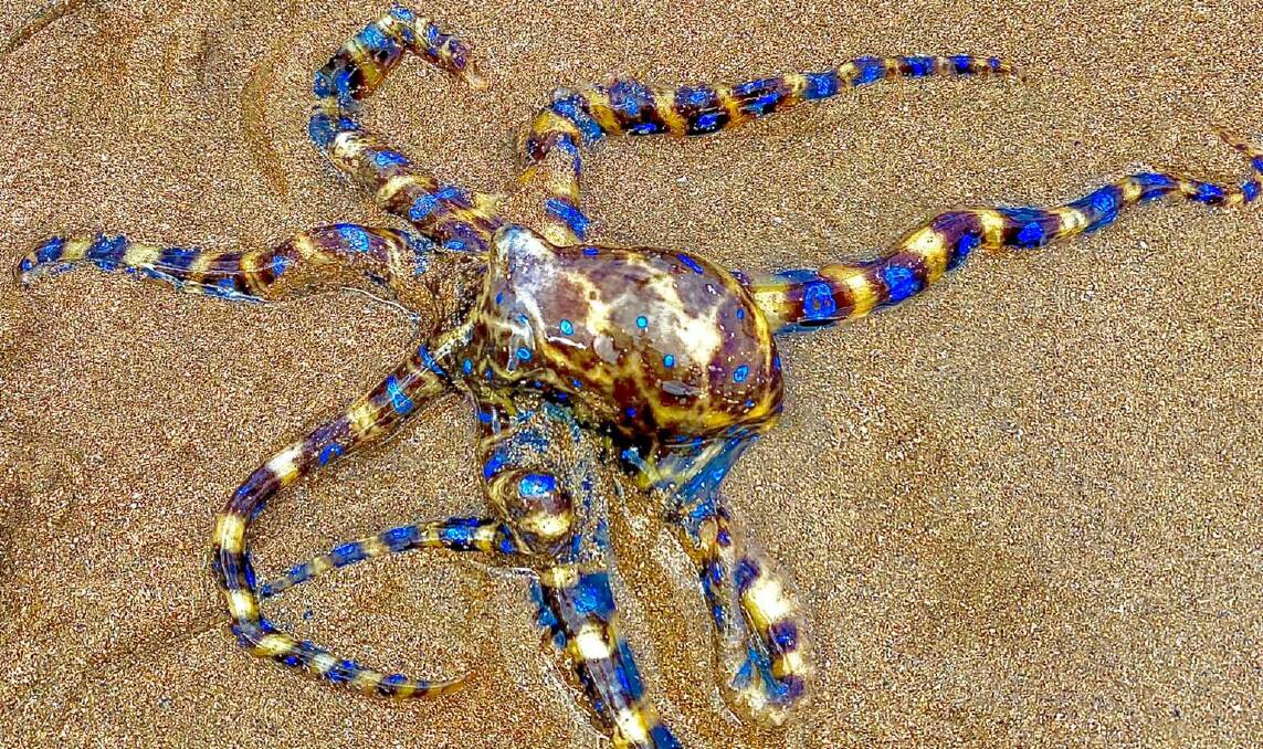 Keep away: A warning has been issued about the danger of getting bitten by a blue-ringed octopus after one was spotted at a dog walking beach in Tasmania. Picture: contributed.