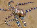 Keep away: A warning has been issued about the danger of getting bitten by a blue-ringed octopus after one was spotted at a dog walking beach in Tasmania. Picture: contributed.