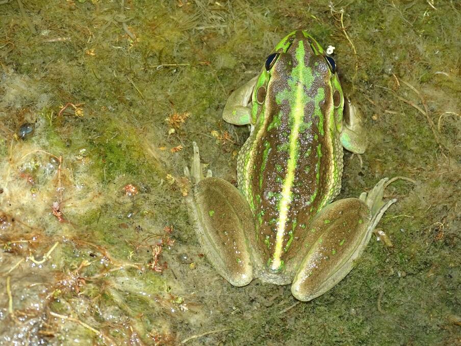 AT HOME: Recent surveys show the Growling Grass Frog is making a home for itself at the Epsom facility. Picture: SUPPLIED