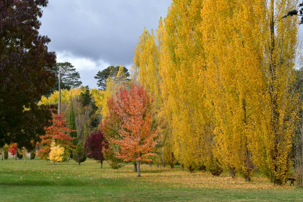 AUTUMN COLOURS: It has been a very dry start to the season in central Victoria. Picture: NONI HYETT