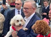 Anthony Albanese, cast his vote (for himself) at Marrickville Town Hall in Sydney's inner west, accompanied by a large media scrum and security detail – and his son Nathan, partner Jodie Haydon and Toto, his pet cavoodle. Photo: Sarah Maguire, Inner West Review