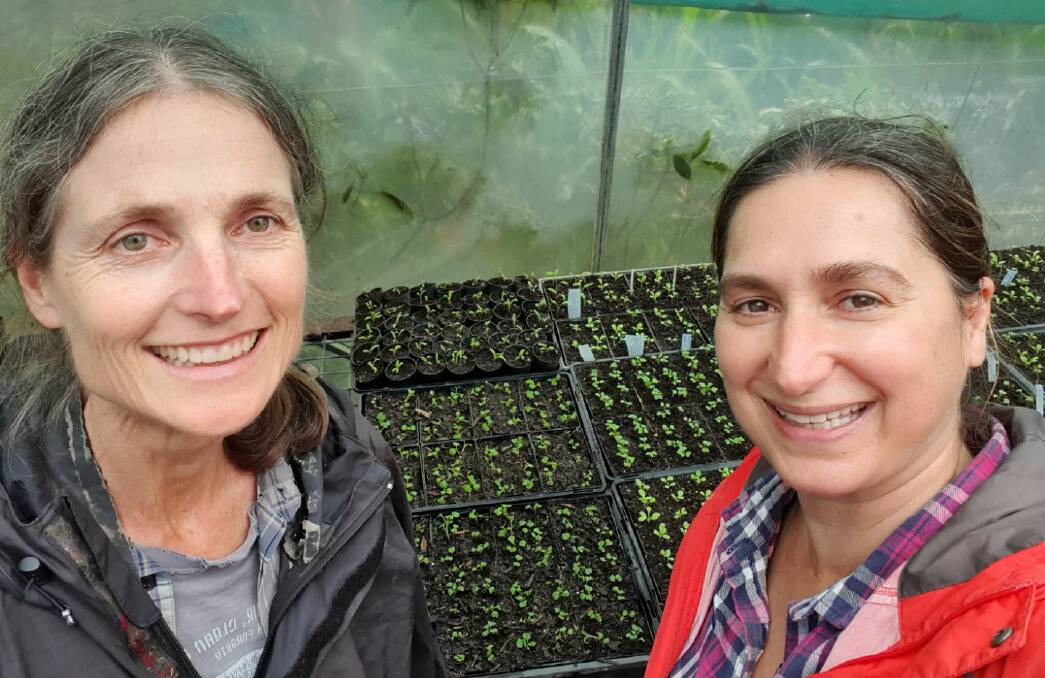 Cobargo Seed Savers volunteers Ruta Kanepe and Ria Manolias are pleased with the day's seedlings work. 