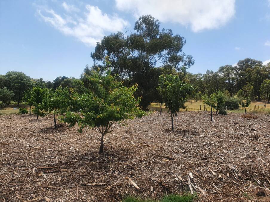 Part of the property already has a young orchard planted out. Picture: SUPPLIED