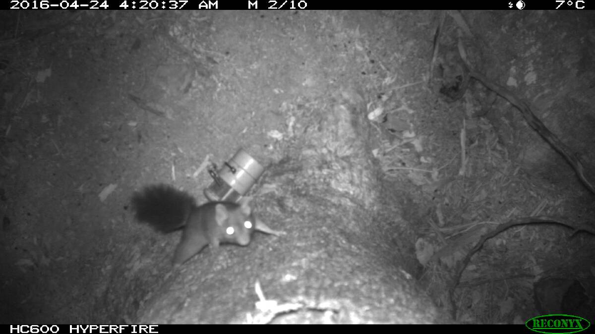 THE SECRET LIFE OF ANIMALS: A brush-tailed phascogale investigates a camera trap in Castlemaine. Pictures: SUPPLIED