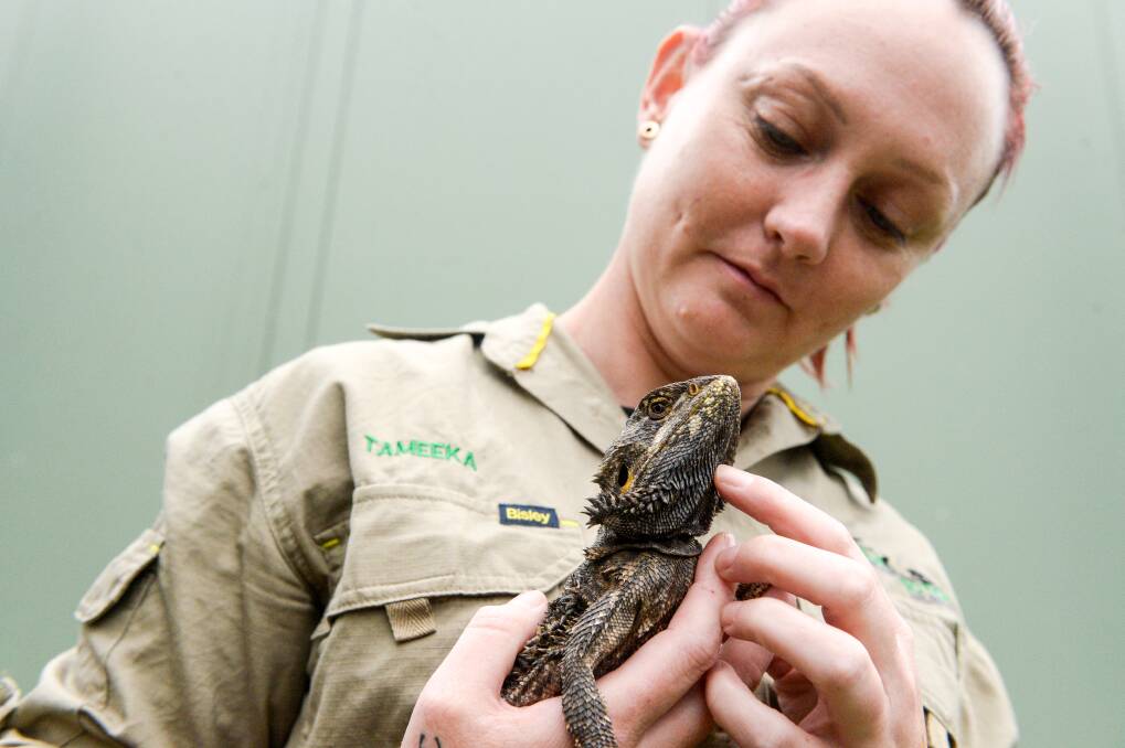 SNUGGLE TIME: Tameeka Stevens with Greg the bearded dragon ahead of two talks about the beautiful world of reptiles and the myths that surround it. Picture: DARREN HOWE