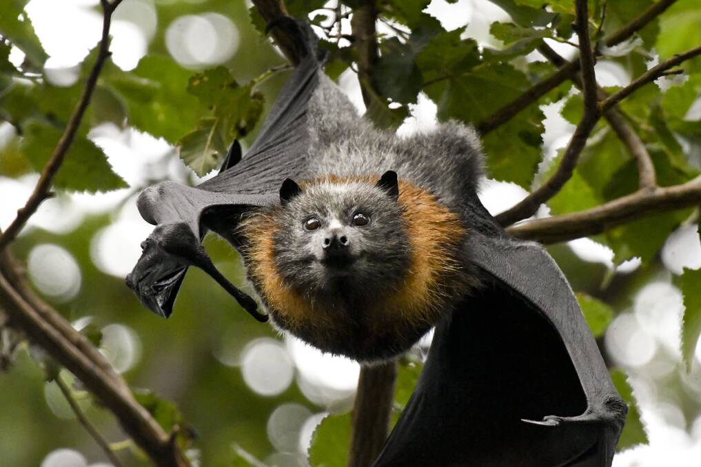 A flying fox in Rosalind Park. Picture: NONI HYETT