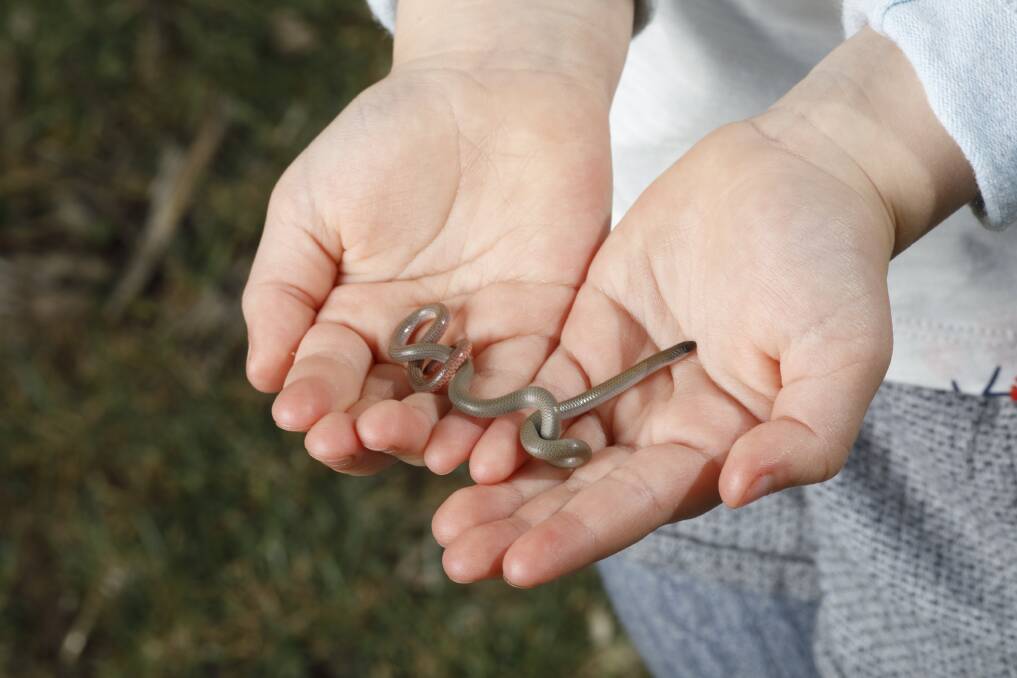 Five-year-old Chloe Beck holds a pink-tailed worm-lizard. Photo: Sitthixay Ditthavong