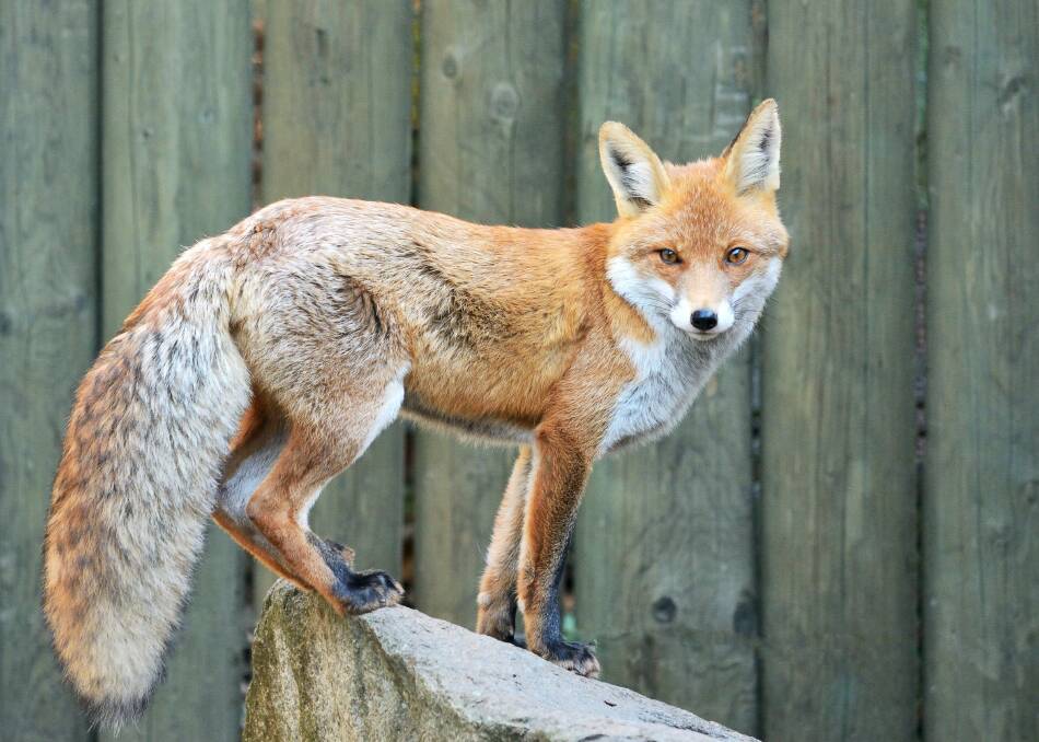 A fox. Picture by Shutterstock