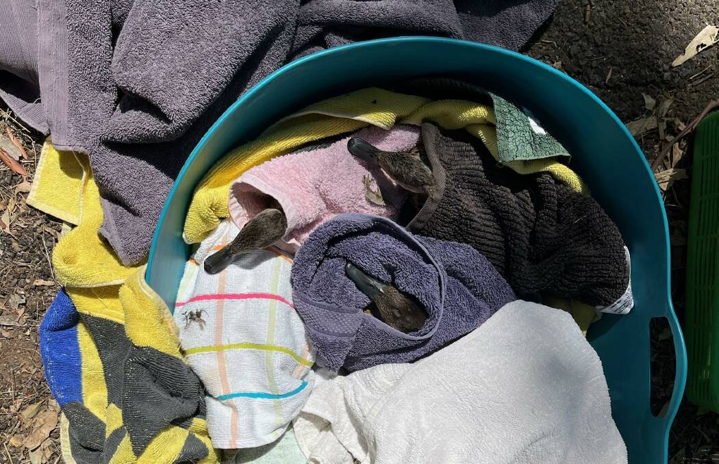 Seven live ducks rescued in recent days from the swamp. Several of these animals were too weak to survive the trip to specialist care. Image is supplied.