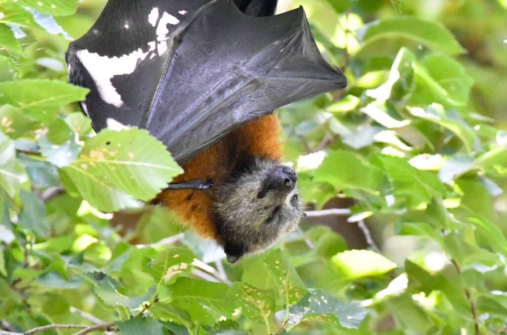 A flying fox rests in Rosalind Park. Picture: NONI HYETT
