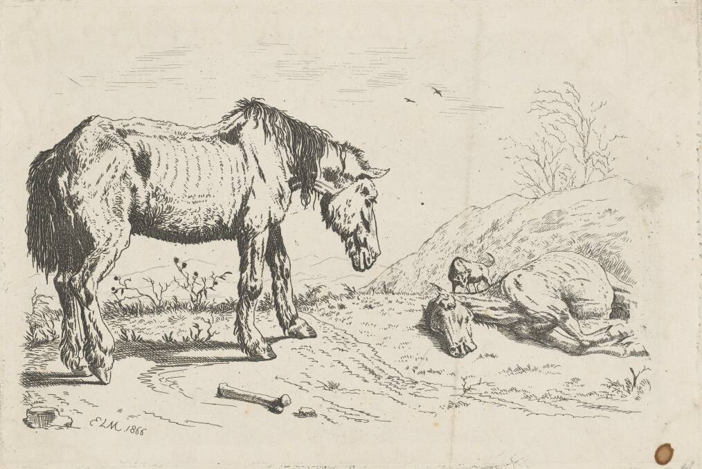 'The worn-out horse', etching by unknown artist, 1866. Photo courtesy of the National Gallery of Victoria