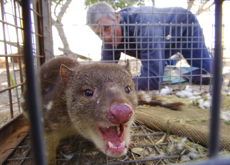 RARE FIND: Farmer Colin Koch with a quoll he accidently caught in a Raywood fox trap in 2006. Picture: BRENDAN McCARTHY