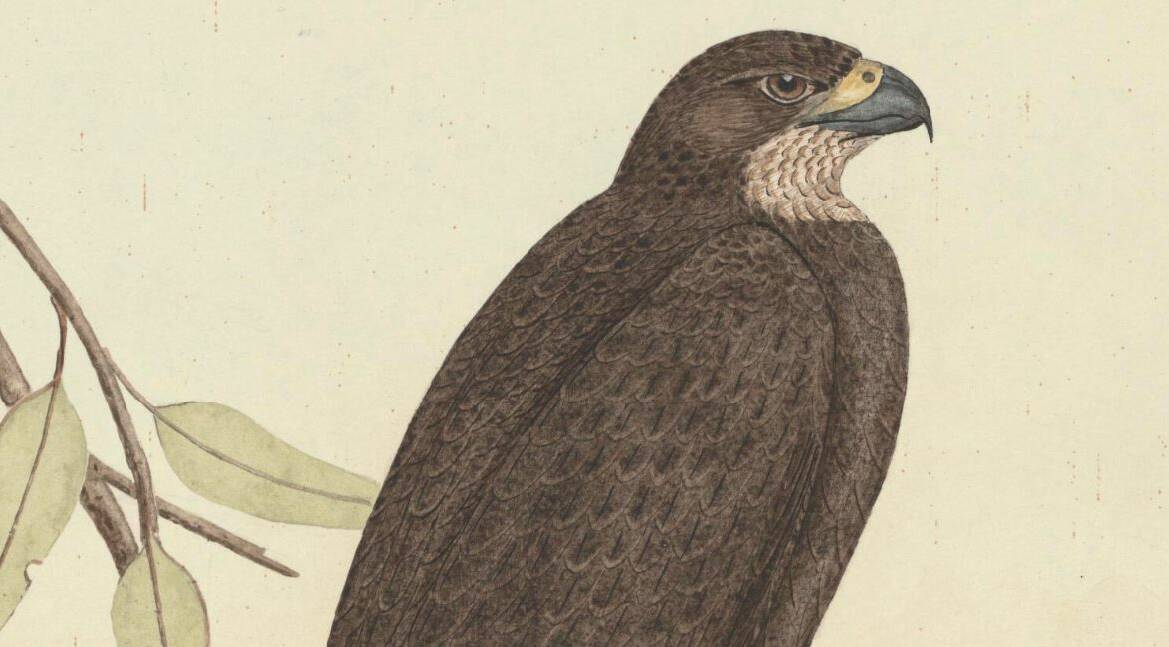 An illustration of a black falcon circa 1935. Image: NATIONAL LIBRARY OF AUSTRALIA