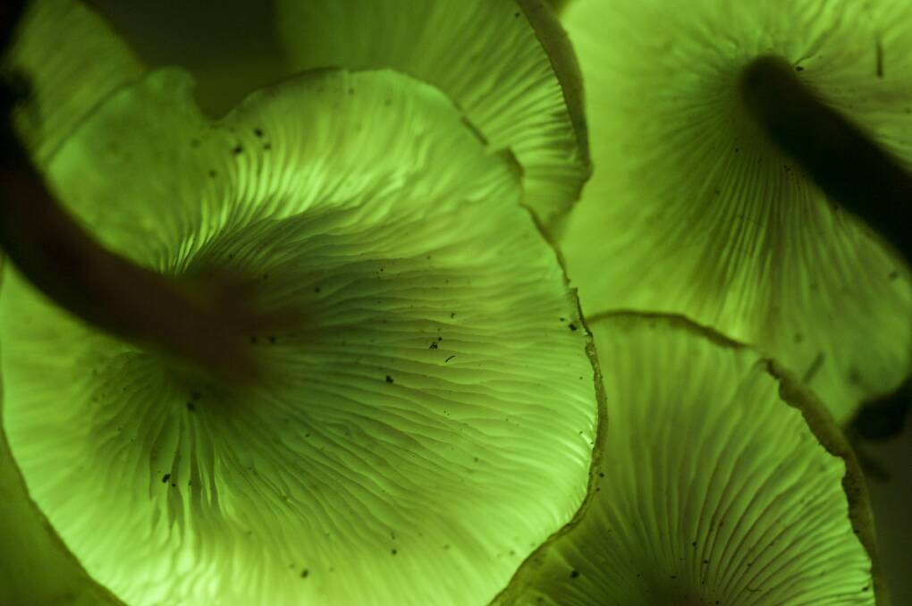 Ghost fungi give of an otherworldly green glow. No-one is sure why. Picture: ALISON POULIOT
