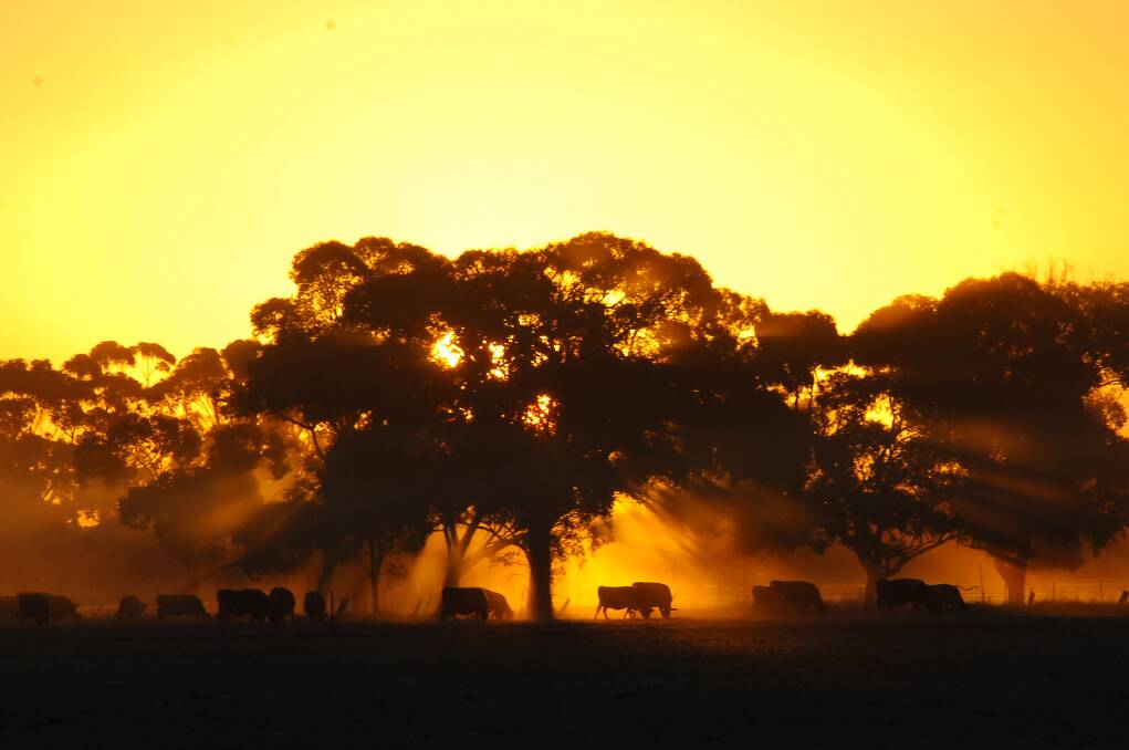 HOTTER CLIMATE: Cattle graze in a dusty pasture at sunset at the height of the Millennium Drought. Picture: BRENDAN McCARTHY