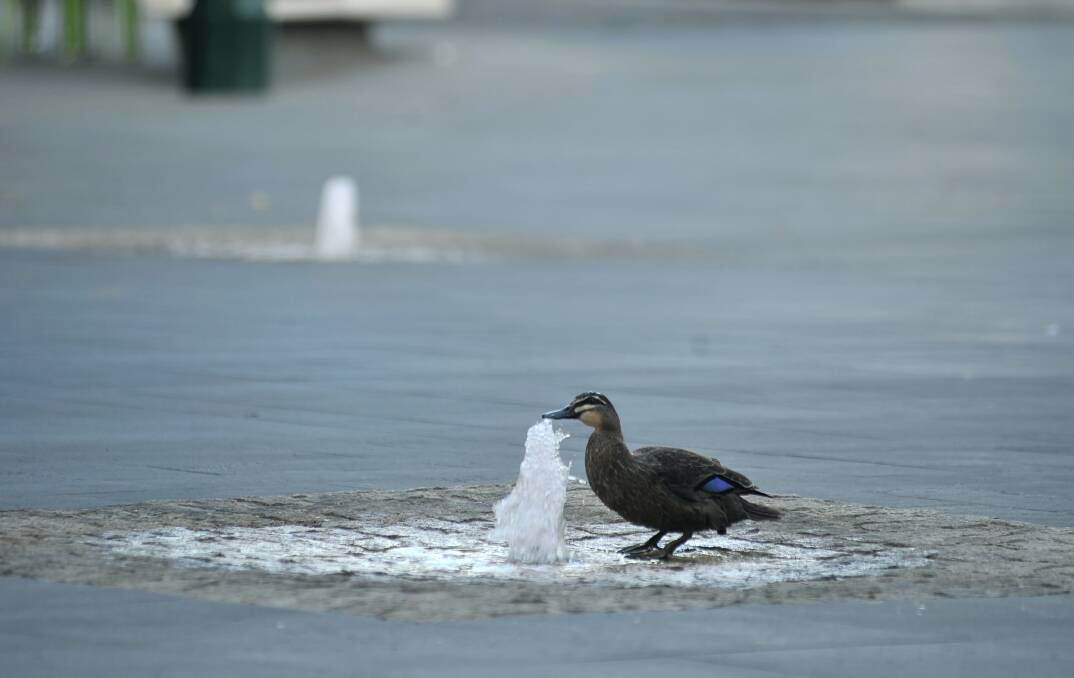 A duck enjoys a water feature in Bull Street built as part of the Walk Bendigo project. Picture: ALEX ELLINGHAUSEN