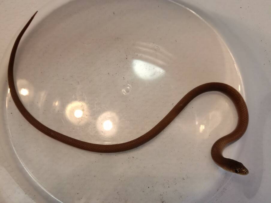 A legless lizard a resident on the edge of Bendigo initially thought was a baby brown snake. Picture: SUPPLIED