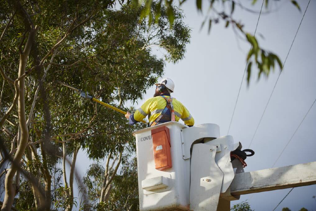 A Powercor staff member cuts back a tree branch near a powerline. Picture: SUPPLIED