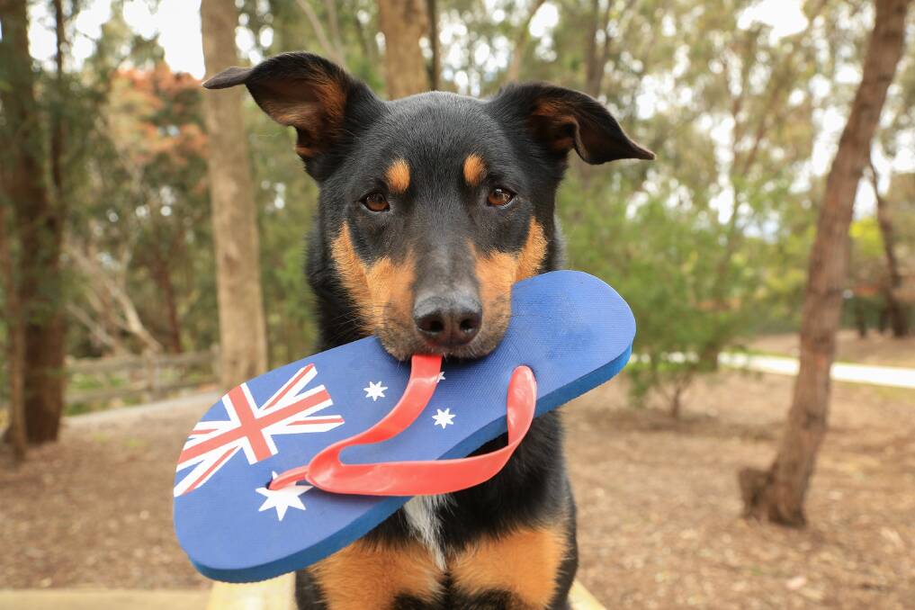 Aussie Icons: A Kelpie and an Australian flag thong. Picture: SHUTTERSTOCK