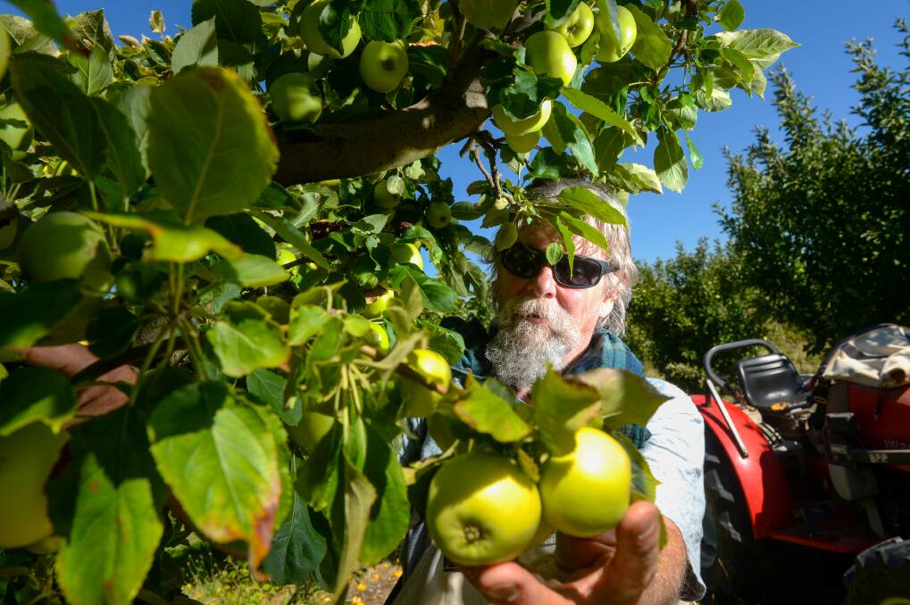 Bruce Thompson picks apples at Henry of Harcourt as the harvest gathers pace. Picture: DARREN HOWE