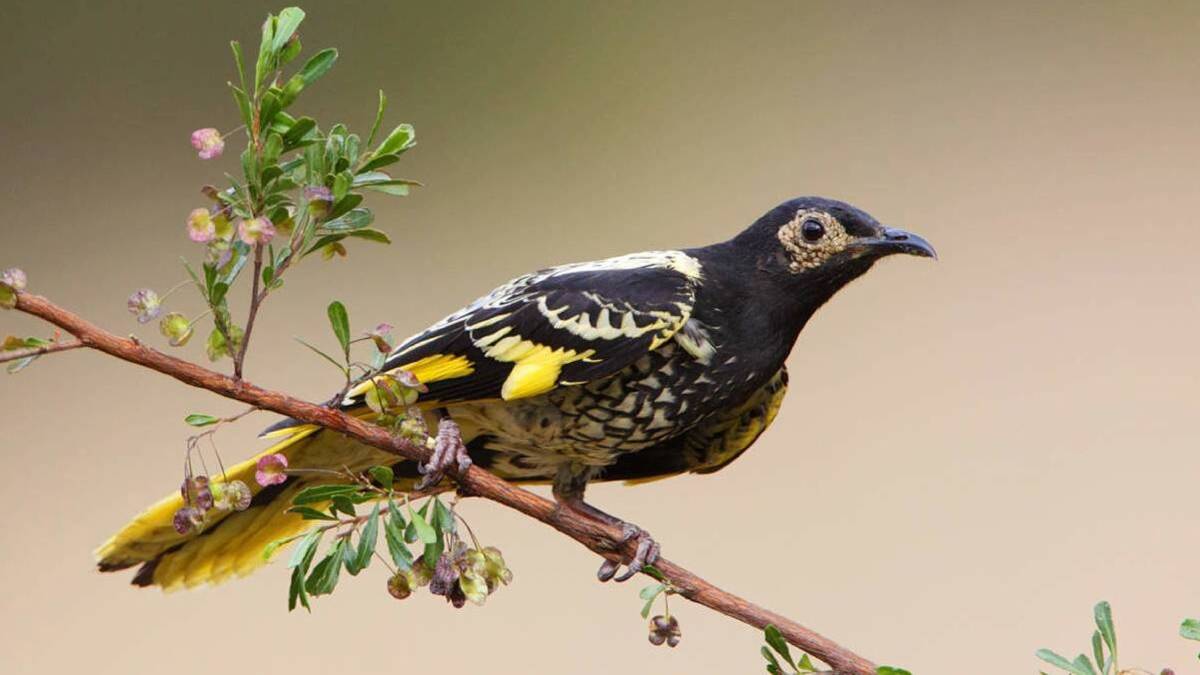 The Regent Honeyeater was once common around Bendigo, but it has become critically endangered due to habitat loss.