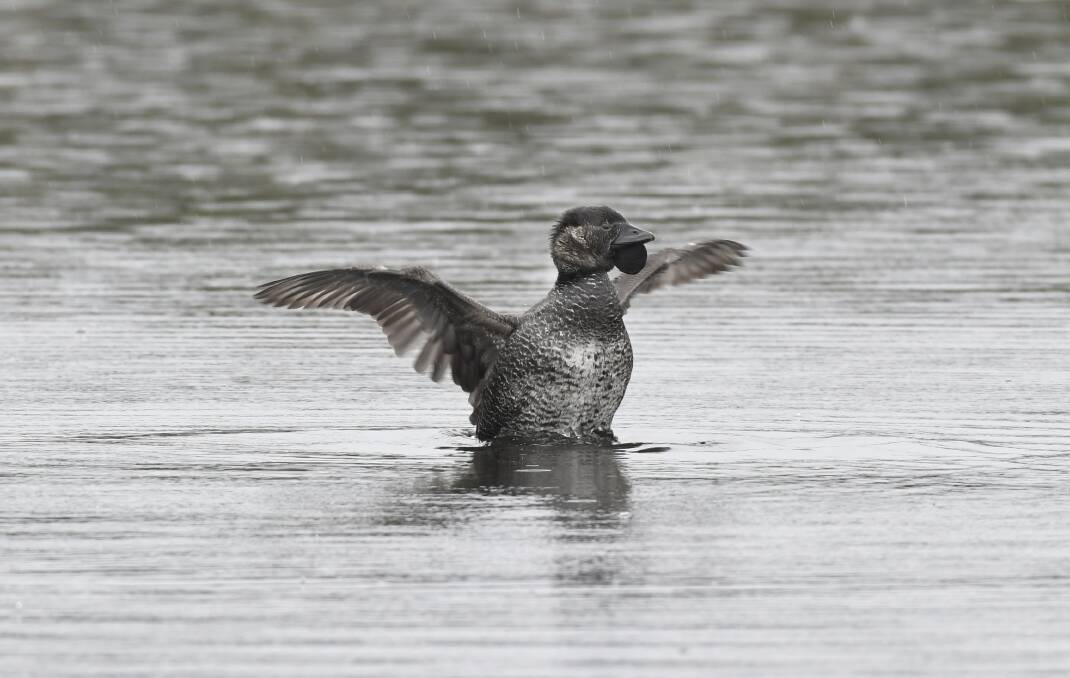 A musk duck. Picture by Noni Hyett.