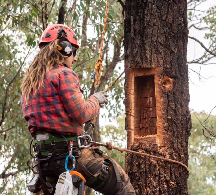 Work takes place on a chainsaw tree hollow. Picture: SUPPLIED