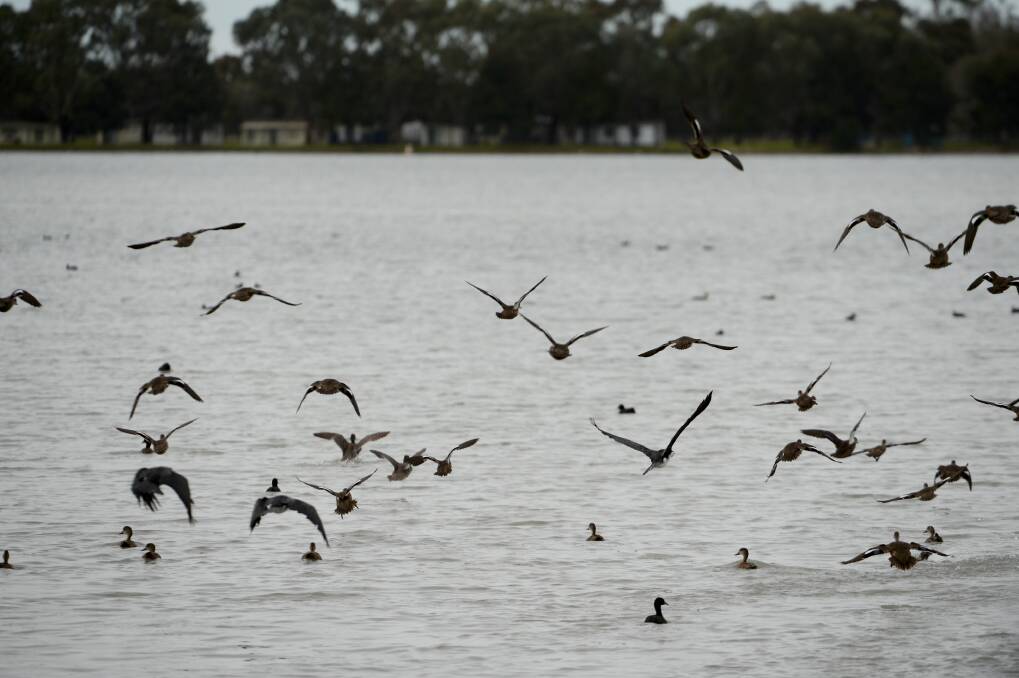 Birds fly across a central Victorian waterbody. Picture is a file photo.