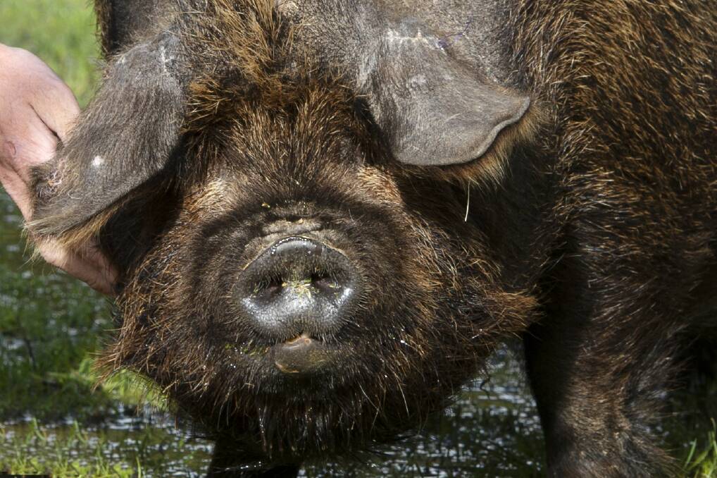 Ginny the pig has too much excess skin around her eyes to see. Picture: DARREN HOWE