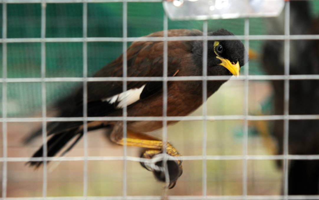LOCKED UP: Indian myna birds are becoming increasingly problematic in Bendigo, a Landcare group has warned. Picture: KATE LEITH
