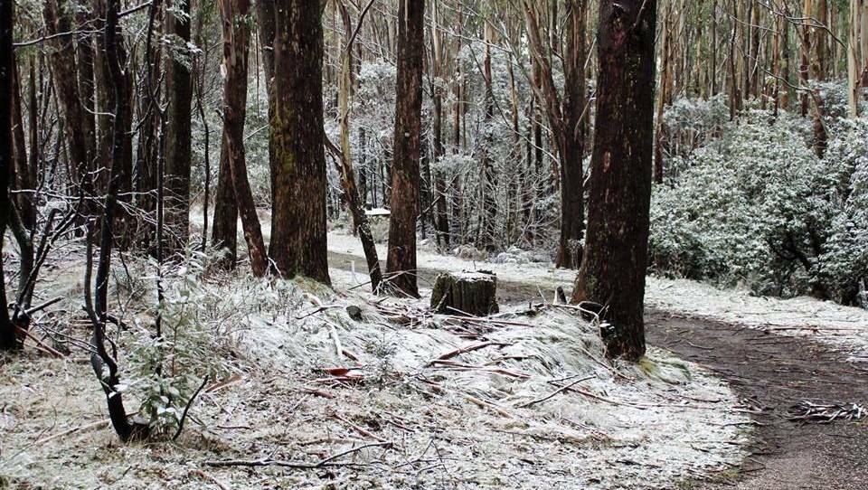 ICY: Snow could fall on the Macedon Ranges this weekend. This photo was taken at Mount Macedon during a snowfall last August. Picture: MORGAN MCORMOND