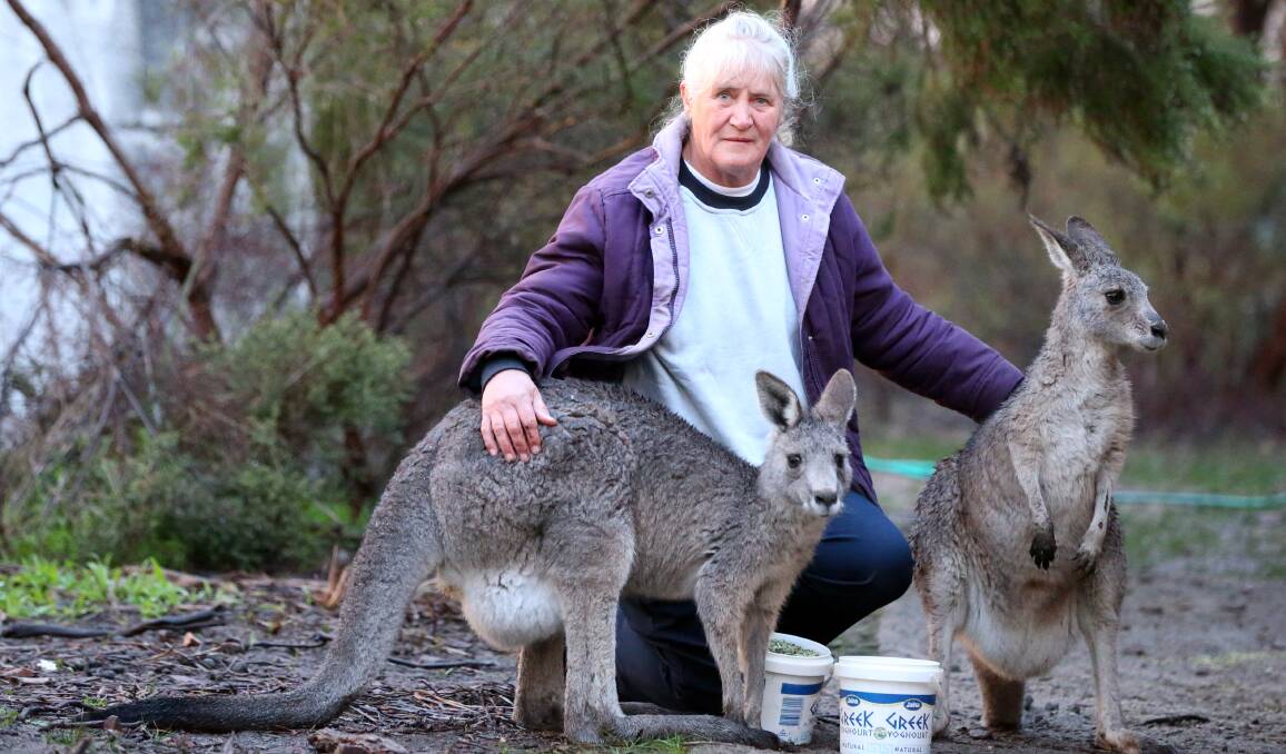 ANGRY: Helan Reid with two of the kangaroos she reared at her wildlife shelter. This week she found a dead 'roo near her backdoor. Picture: GLENN DANIELS