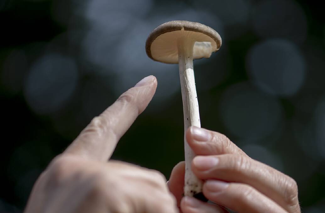 Someone identifies a mushroom. Picture: ALISON POULIOT