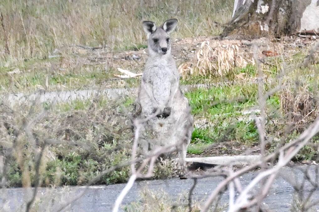 A kangaroo on the future site of Flora Hill's athletes village. Kangaroos will soon be barred from the construction site. Picture by Darren Howe