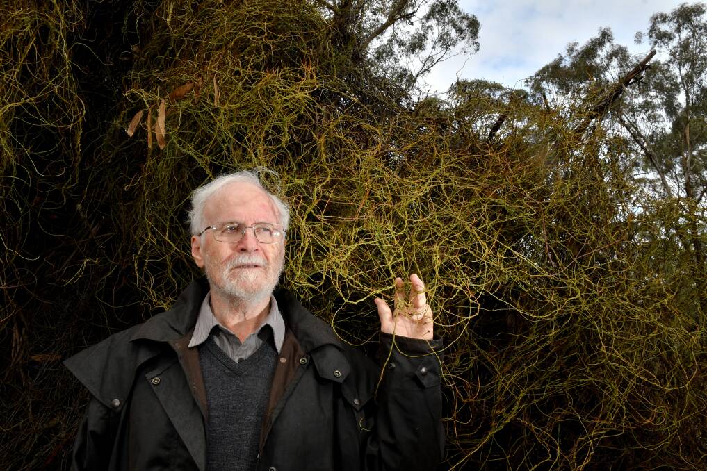 Stuart Fraser stands at the base of a tree killed by coarse dodder-laurel. Picture: NONI HYETT