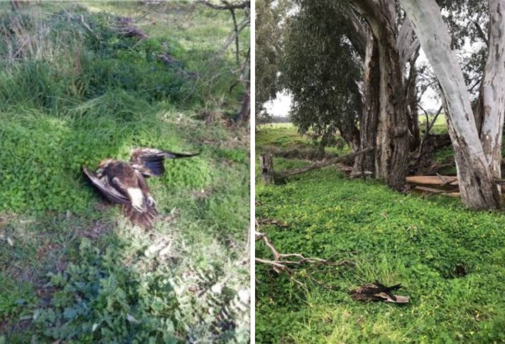 INVESTIGATIONS: A dead wedge-tailed eagle (left) and a dead little eagle (right) found along the same stretch of creek in recent months. Pictures: SUPPILED