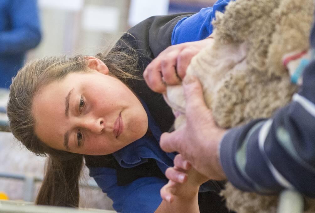 A sheep is inspected at the Bendigo Showgrounds in the lead up to the Australian Sheep and Wool Show. Picture: DARREN HOWE