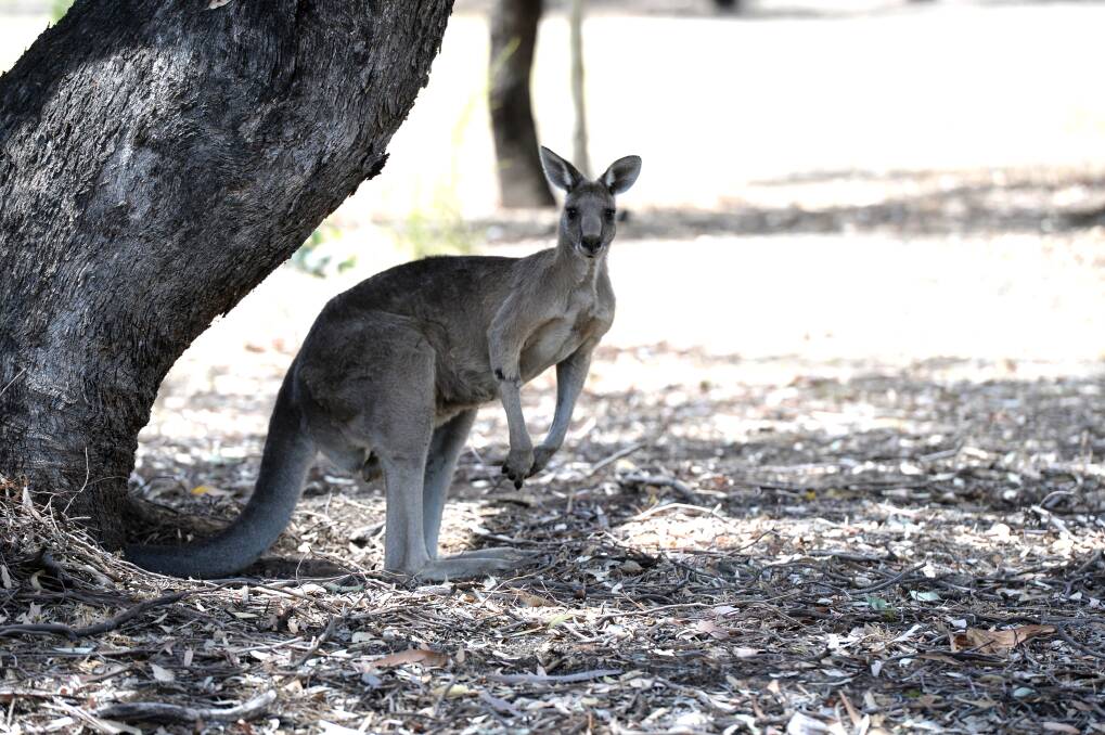 A Mount Alexander Shire councillor wants a ban on commercial kangaroo harvesting in the municipality, and wants to enlist his fellow elected officials' help. Picture file