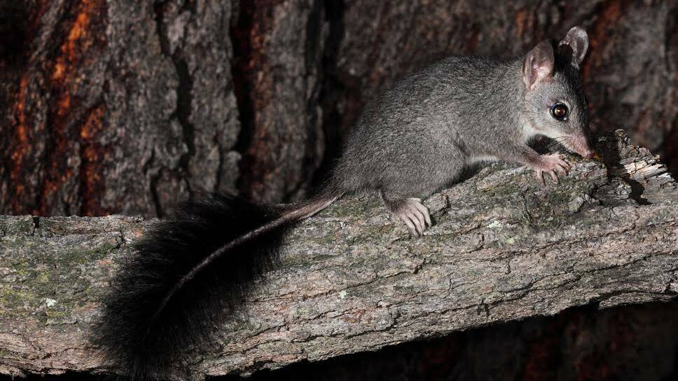 CAUGHT ON CAMERA: A brush-tailed phascogale sits on a log. Picture: RUSSELL JONES
