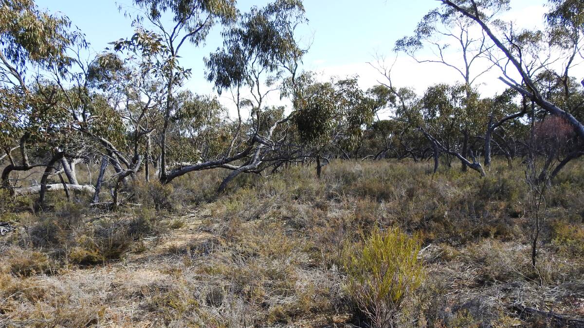 A patch of bushland that has just come into conservationists' possesion. Picture: SUPPLIED