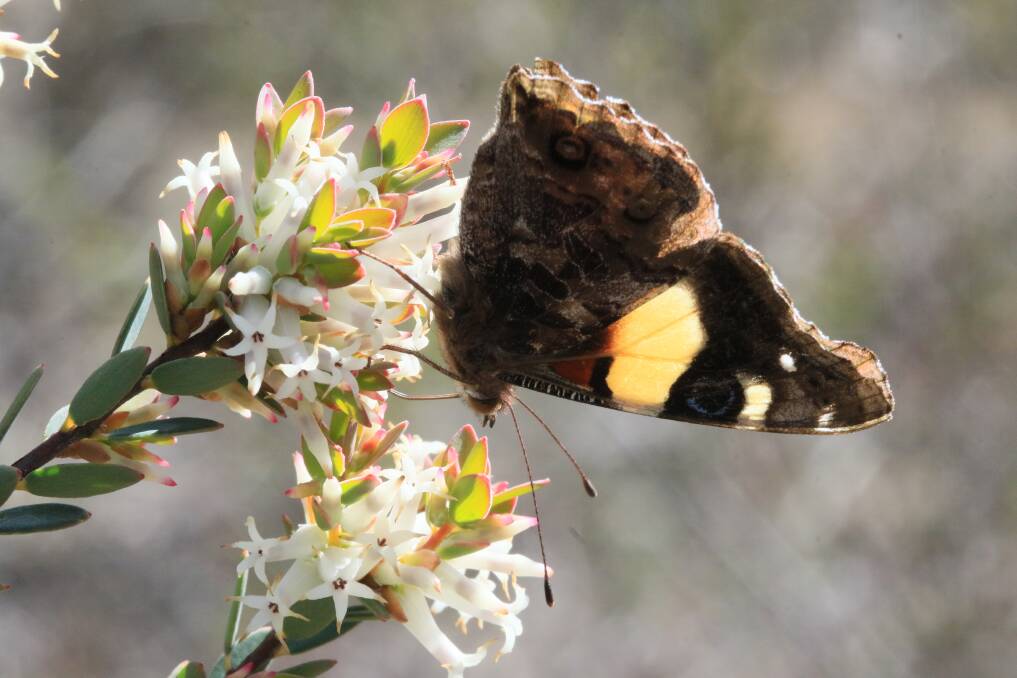 A yellow admiral butterfly on a Daphne Heath. Picture courtesy of: PARKS VICTORIA