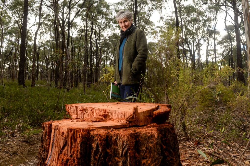 Community campaigner Wendy Radford surveys the aftermath of an alleged illegal tree felling in the Wellsford Forest outside Bendigo. Picture: DARREN HOWE