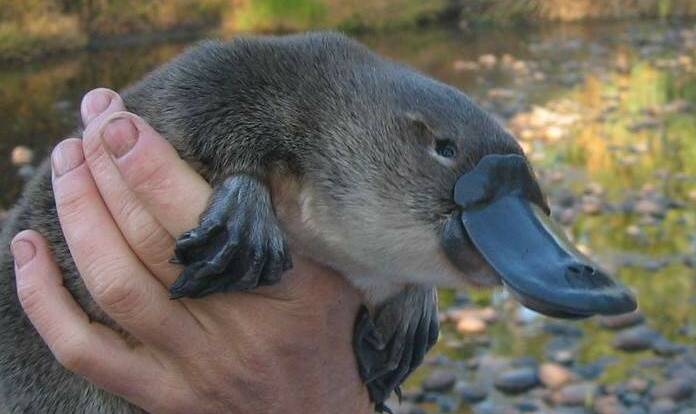 Platypus populations 'on a knife's edge' in central Victoria