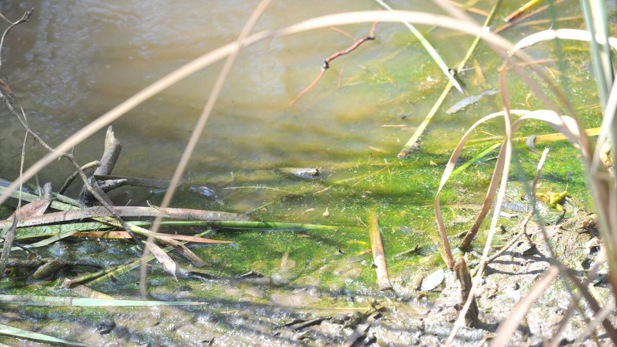 Tests confirm algal bloom