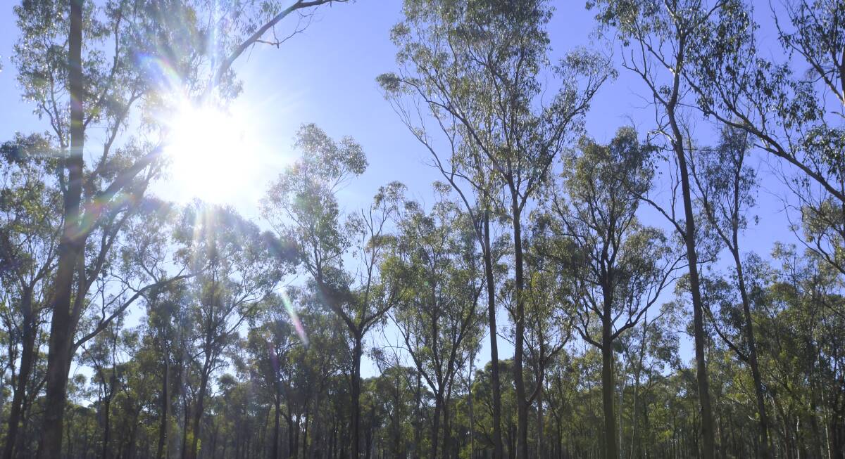 A forest in central Victoria. Picture: FILE PHOTO