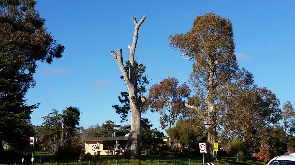 A scar tree on Harmony Way in Harcourt. Picture: SUPPLIED