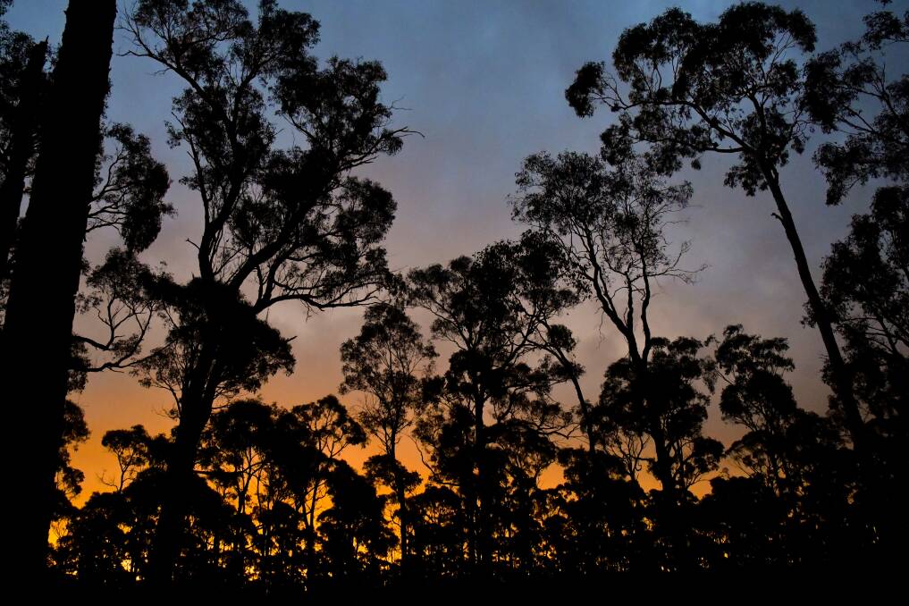 The sun sets over a Bendigo forest in crisis. Picture by Noni Hyett