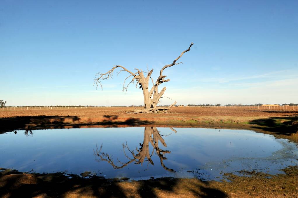 A dead tree in a central Victorian paddock in 2008, during the height of the Millennium Drought. Picture: ALEX ELLINGHAUSEN