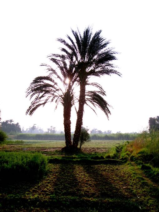 Twin date palms in Egypt. Photo Ross Duncan