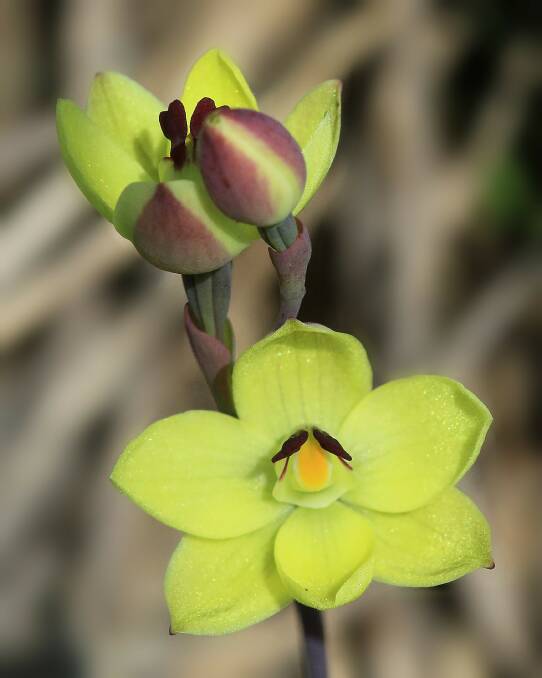 Rabbit Ears Orchid. Picture courtesy of: PARKS VICTORIA